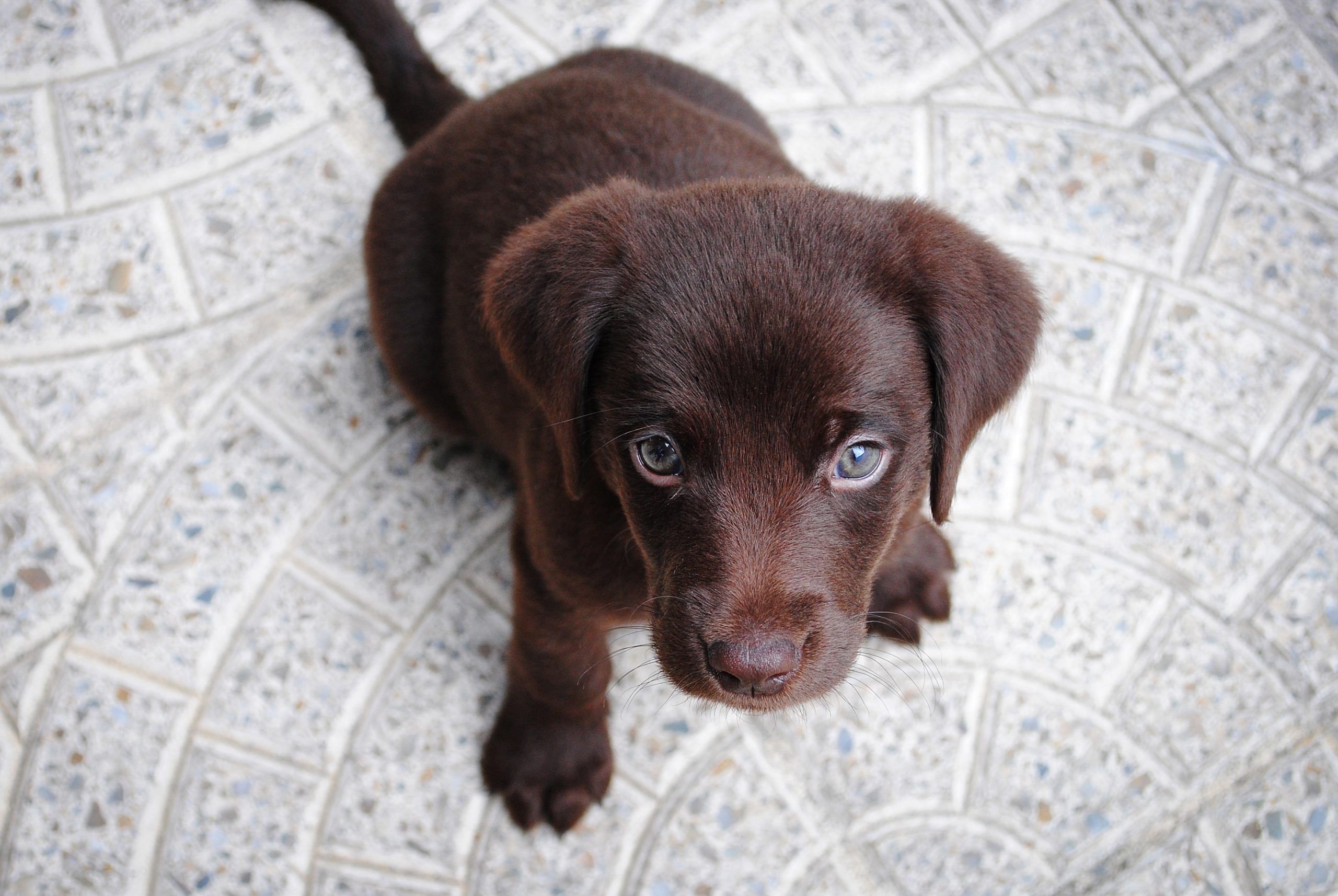 6b8770fae9b3970a505b231b0d487f9f-scaled Pups make the best riding partners, don’t you think?