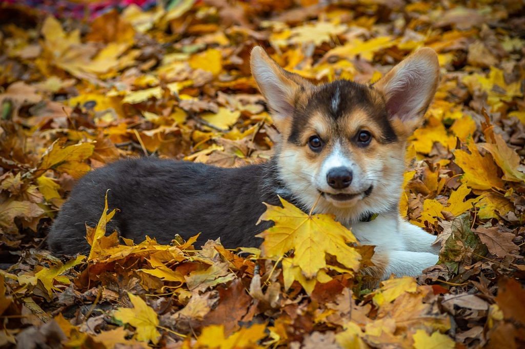 welsh-corgi-pembroke-4237613_1280-1024x681 Fall Safety for your Pets