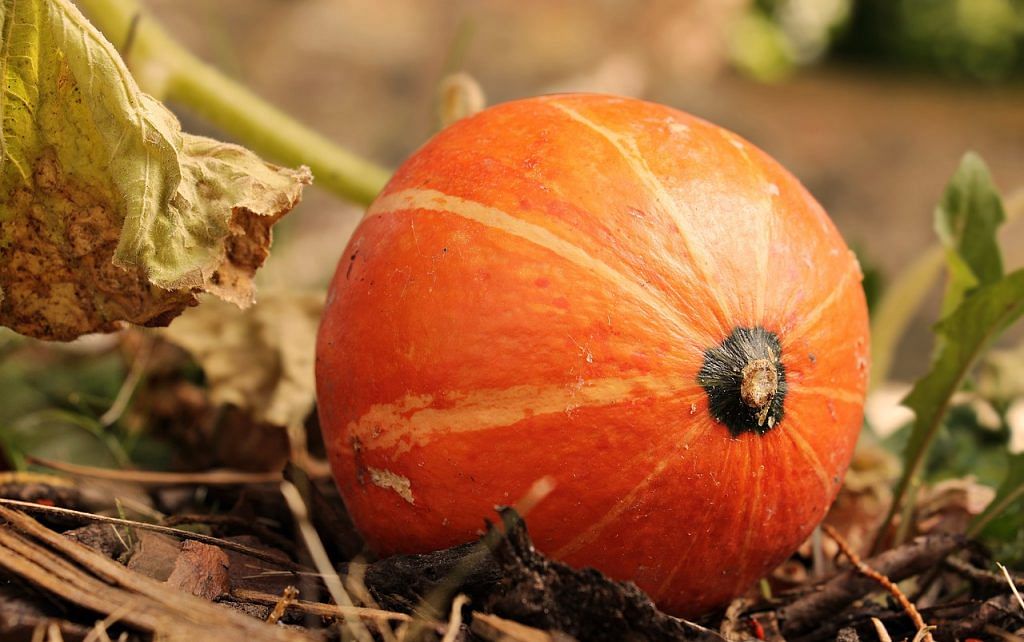 pumpkin-3806393_1280-1024x642 What to plant in your Fall Vegetable Garden