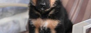 2818869-german-shepherd-300x110 Classified Ads